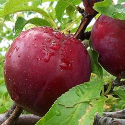 Bruce Plum Tree | Bruce Plum: A Sun-Loving, Hardy Delight With Wine-Red Beauty And Delectable Flavor! 14 Bruce Plum Tree | Bruce Plum: A Sun-Loving, Hardy Delight With Wine-Red Beauty And Delectable Flavor! -Pixies Gardens 0002568 bruce plum 510