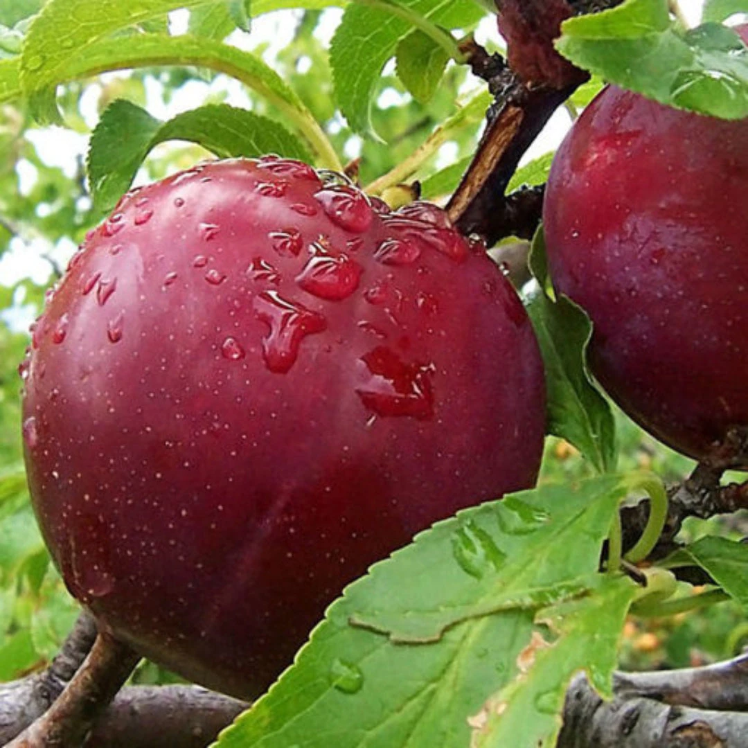 Bruce Plum Tree | Bruce Plum: A Sun-Loving, Hardy Delight With Wine-Red Beauty And Delectable Flavor! 6 Bruce Plum Tree | Bruce Plum: A Sun-Loving, Hardy Delight With Wine-Red Beauty And Delectable Flavor! - Image 6