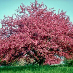 Robinson Crabapple