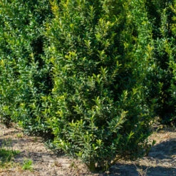 Needlepoint Holly Shrub -Pixies Gardens 0004533 needlepoint holly