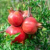 Parfianka Pomegranate
