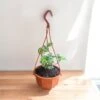 Yellow Arch Angel Hanging Basket (Live Indoor Plants)