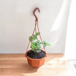 Yellow Arch Angel Hanging Basket (Live Indoor Plants)
