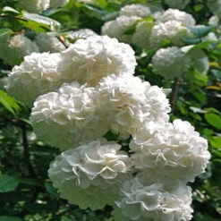 Japanese Snowball Viburnum Shrub