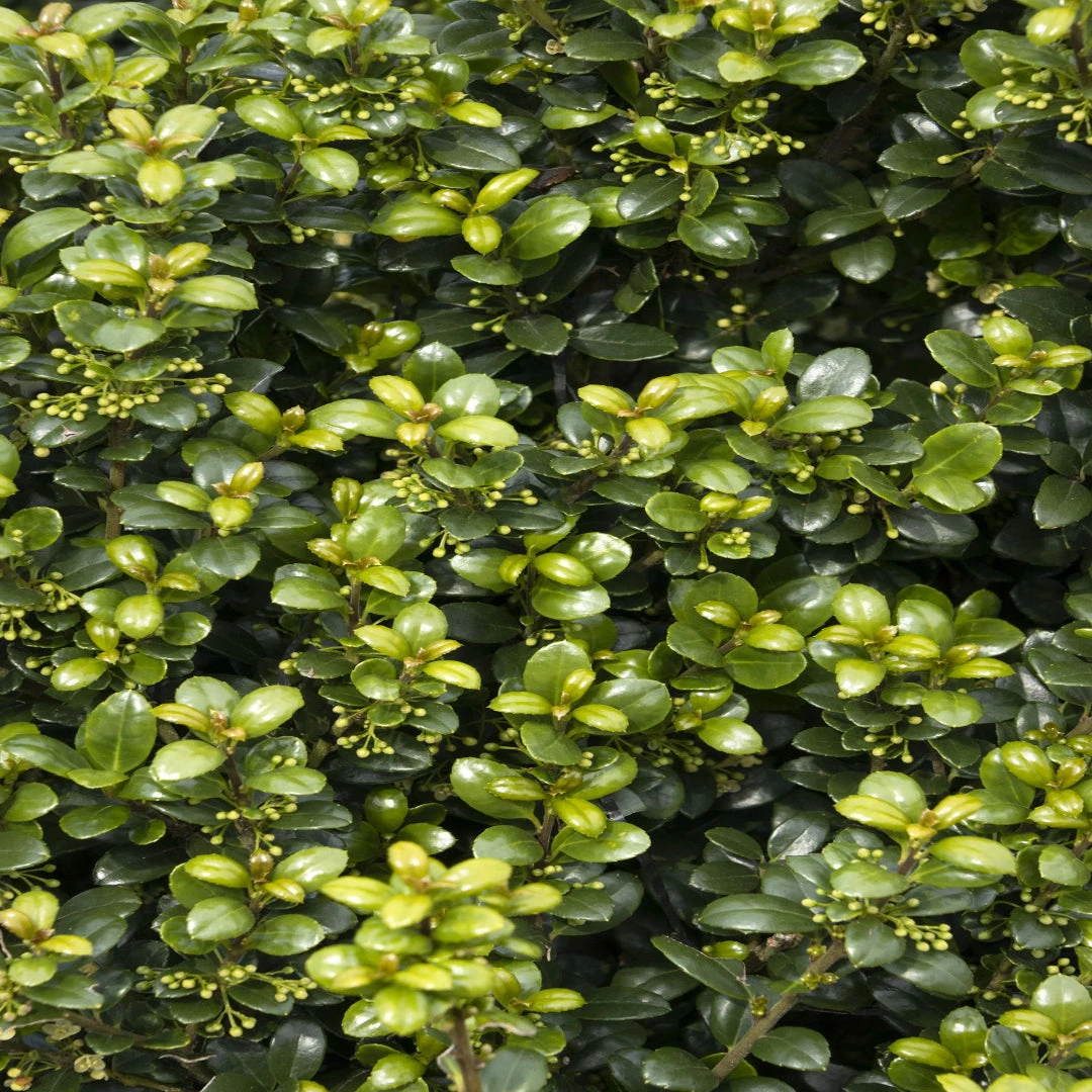 Steeds Japanese Holly 3 Steeds Japanese Holly - Image 3