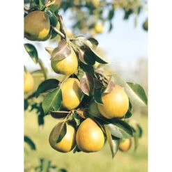Baldwin Pear Tree -Pixies Gardens 015415317155