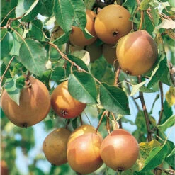 Ayers Pear Tree -Pixies Gardens 015415913159