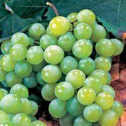 Neptune Seedless Grape -Pixies Gardens 02183