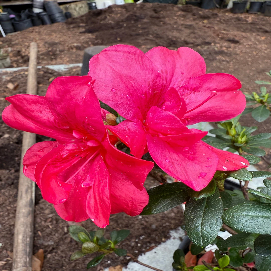 Dwarf Autumn Bonfire Encore Azalea 3 Dwarf Autumn Bonfire Encore Azalea - Image 3