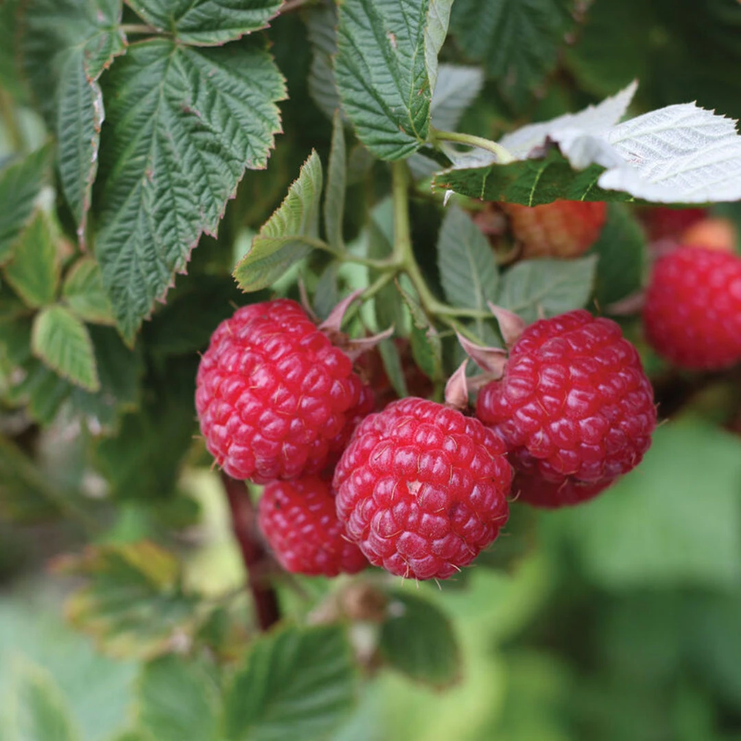 Nova Raspberry 2 Nova Raspberry - Image 2