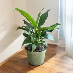 Peace Lily (Live Indoor Plant) -Pixies Gardens 0650118b ef06 4a1f 92bf 63db28cc65e6