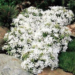 Phlox Subulata 'Snowflake' White Creeping Phlox - [EG] -Pixies Gardens 073c19e74e3384a1e7547f7685671828