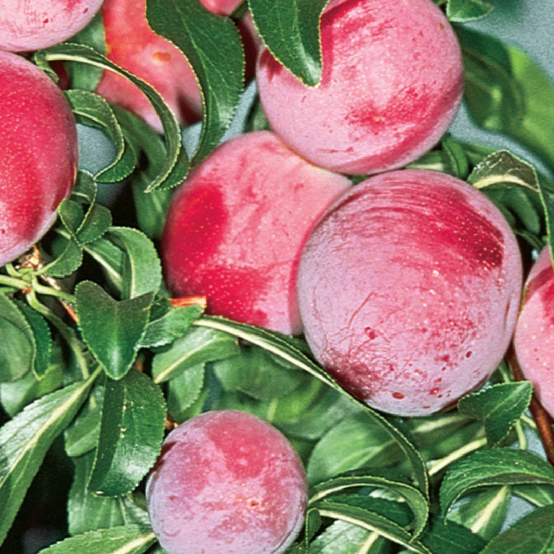 Ruby Sweet Plum Trees 2 Ruby Sweet Plum Trees - Image 2