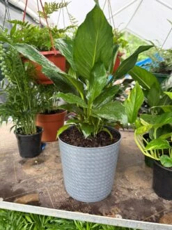 Peace Lily (Live Indoor Plant) -Pixies Gardens 09970831 53f4 40e1 883c 8fc7e6b0d24f