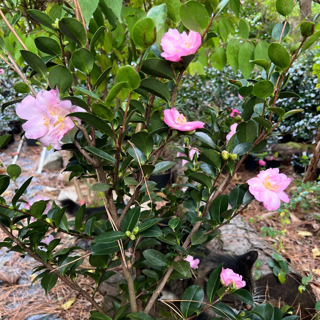 Pink Snow Camellia Sasanqua 4 Pink Snow Camellia Sasanqua - Image 4