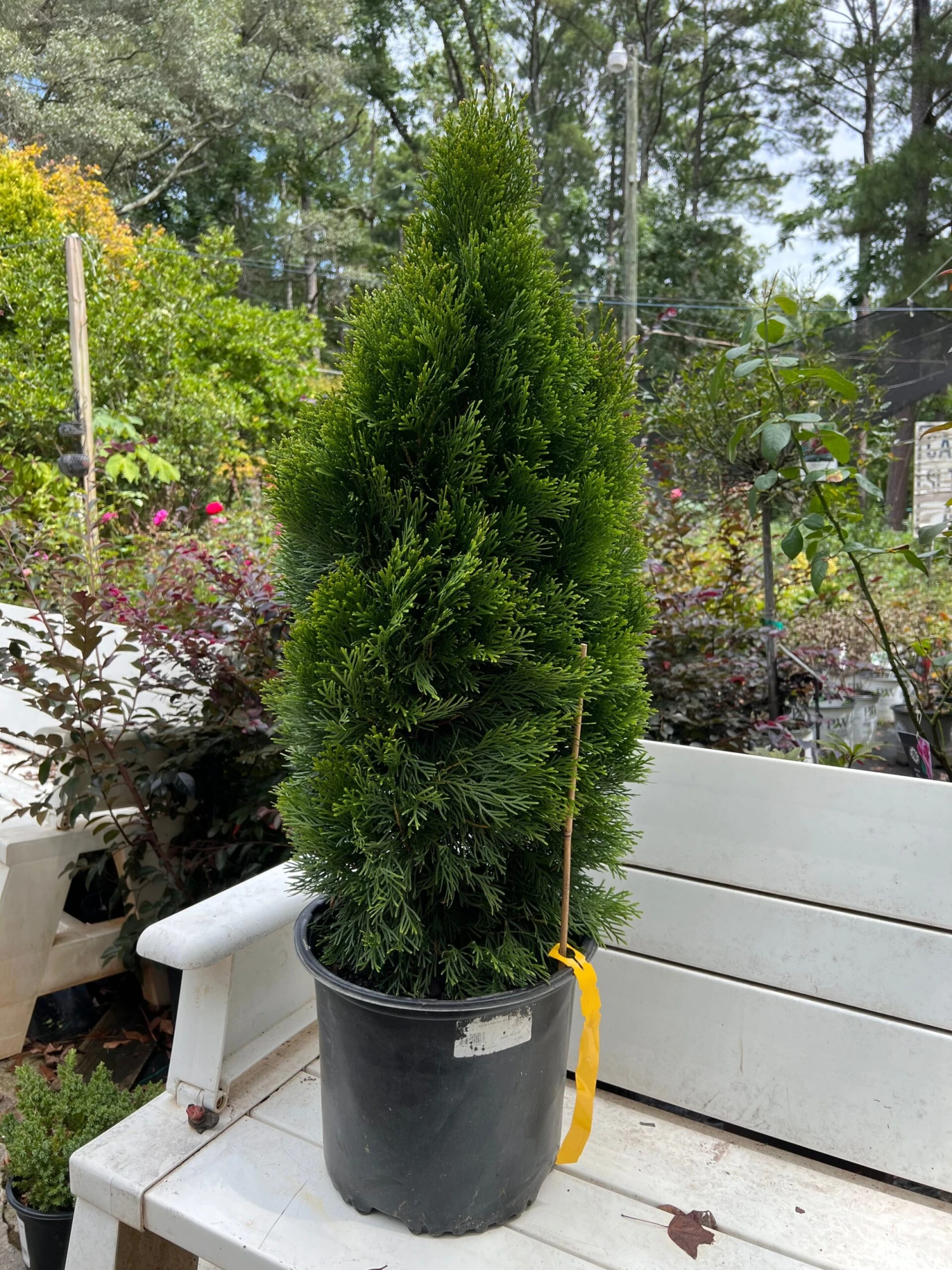 Emerald Green Thuja Arborvitae 3 Emerald Green Thuja Arborvitae - Image 3