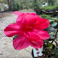 Dwarf Autumn Bonfire Encore Azalea 9 Dwarf Autumn Bonfire Encore Azalea -Pixies Gardens 0E0E6AA0 7D8B 4827 A260 2C74412C33AC