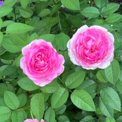 Raspberry Cupcake Rose 18 Raspberry Cupcake Rose -Pixies Gardens 0d82ae