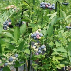 Krewer Blueberry Bush 13 Krewer Blueberry Bush -Pixies Gardens 1 21