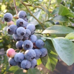 Bonita Blueberry Bush -Pixies Gardens 1 84
