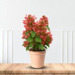 Hydrangea Paniculata 'Quick Fire' 8 Hydrangea Paniculata 'Quick Fire' -Pixies Gardens 1.HydrangeapaniculataQuickFire