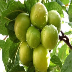 Green Gage Plum Tree Bears Large Crops Of Yellowish Green 9 Green Gage Plum Tree Bears Large Crops Of Yellowish Green -Pixies Gardens 10039 Green Cage Plum
