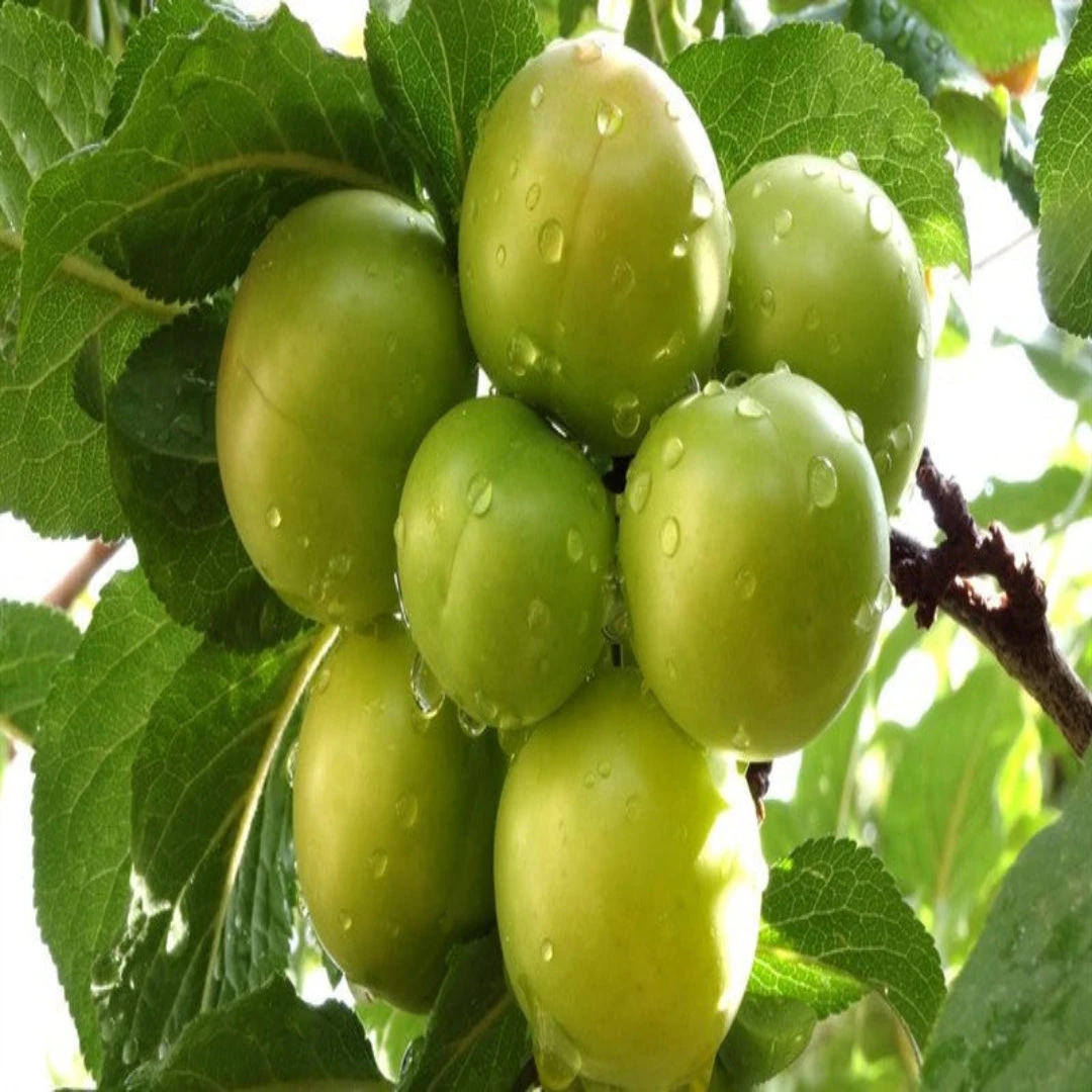 Green Gage Plum Tree Bears Large Crops Of Yellowish Green 3 Green Gage Plum Tree Bears Large Crops Of Yellowish Green - Image 3