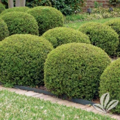 Dwarf Youpon Holly -Pixies Gardens 1007134