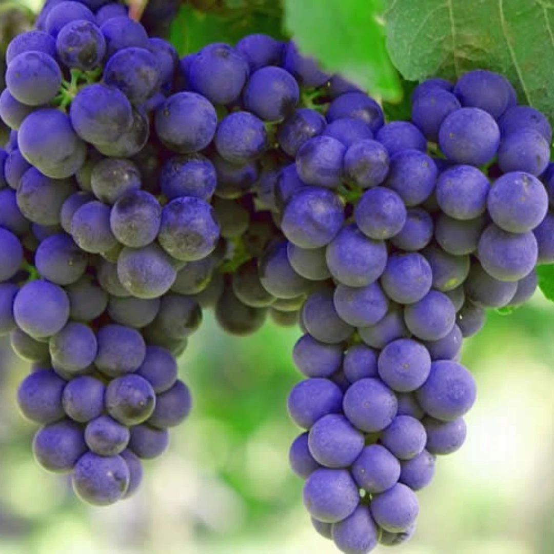 Sunbelt Grape Vine Shrub 2 Sunbelt Grape Vine Shrub - Image 2