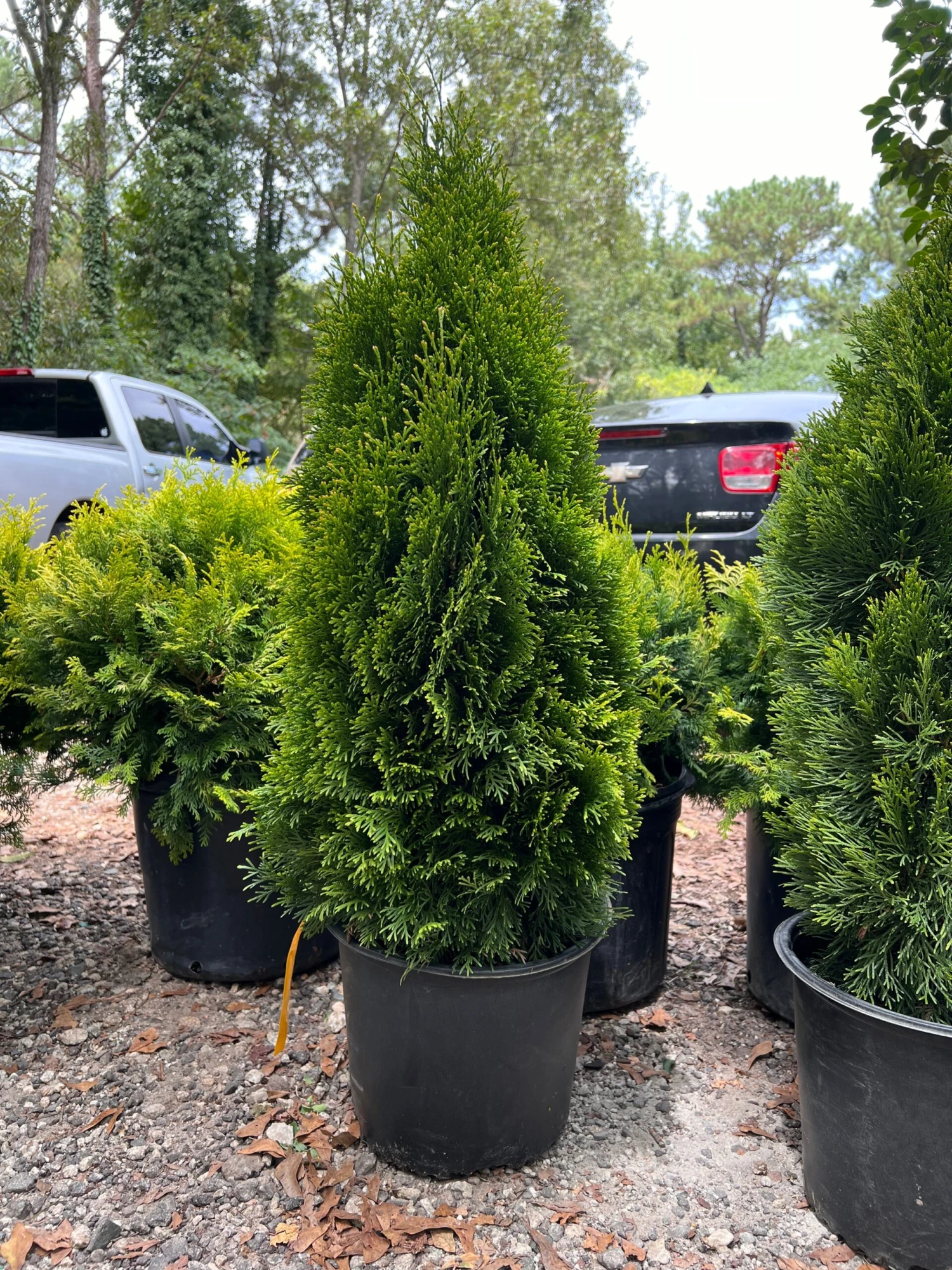 Emerald Green Thuja Arborvitae 2 Emerald Green Thuja Arborvitae - Image 2