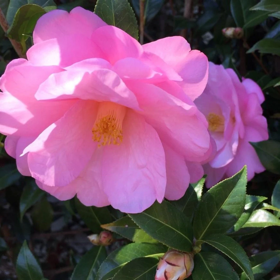 Taylor's Perfection Camellia 5 Taylor's Perfection Camellia - Image 5