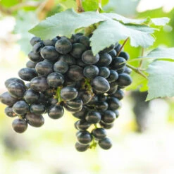 Concord Seedless Grape -Pixies Gardens 1152464 ConcordSeedlessGrape 1800x1800 fb4a75b2 f4e7 44fc bcfd 1ba81a099cd7