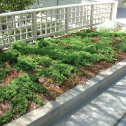Procumbens Nana Juniper- Great For Bonsai And Christmas Tree -Pixies Gardens 1165a