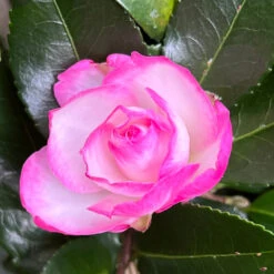 Bob's Supreme Camellia -Pixies Gardens 12178435 82C6 4036 A016 B27B583CCFDA