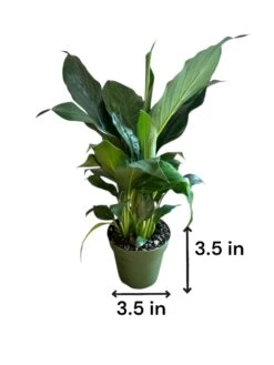 Peace Lily (Live Indoor Plant) -Pixies Gardens 125da17a 5d6f 41b1 9a55 eb91ecd9bcb6
