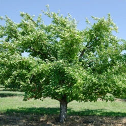 Santa Rosa Plum Trees 14 Santa Rosa Plum Trees -Pixies Gardens 133a51 d43cf5b5c1974996b3a1c8ad08cd0e25 mv2