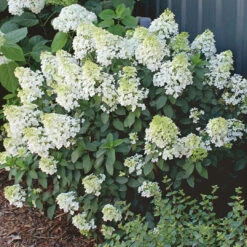 Hydrangea Bobo -Pixies Gardens 13631