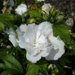 Jeanne De Arc Double White Althea -Pixies Gardens 1382475443 133408 1