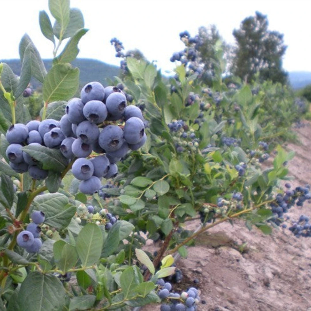 Reka Blueberry Bush 4 Reka Blueberry Bush - Image 4