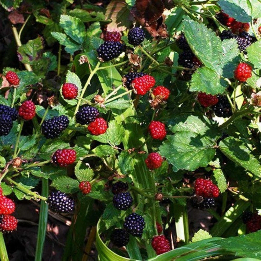 Prime Ark 45 Blackberry 3 Prime Ark 45 Blackberry - Image 3