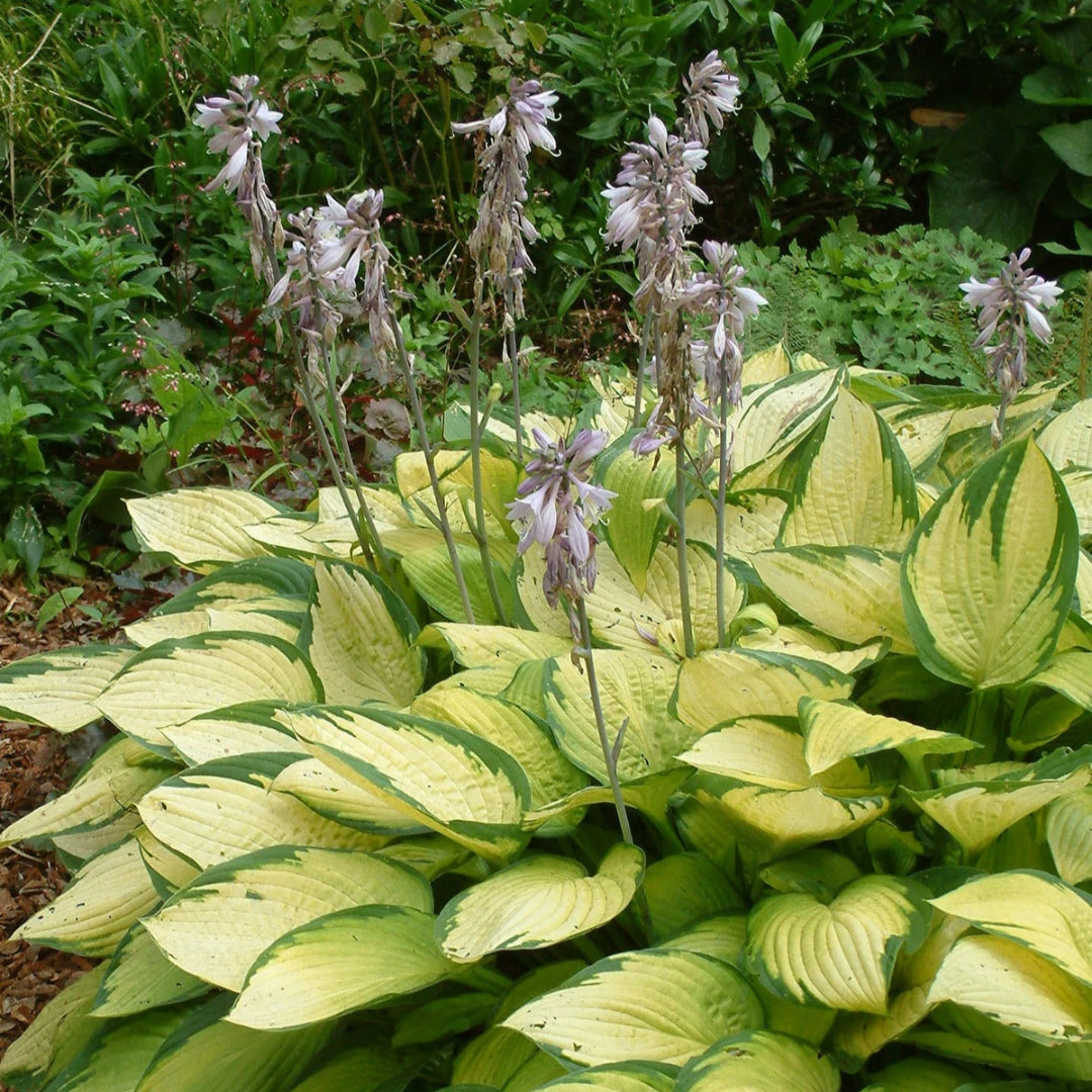 Hosta 'Gold Standard' 1 Hosta 'Gold Standard'