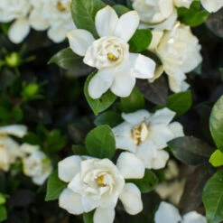 Echo Swan Maiden Gardenia 10 Echo Swan Maiden Gardenia -Pixies Gardens 1516729440474