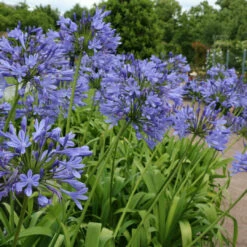 Agapanthus Blue (Lily Of The Nile) 11 Agapanthus Blue (Lily Of The Nile) -Pixies Gardens 1564395046