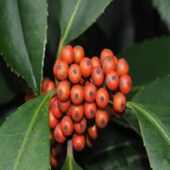 Luster Leaf Holly -Pixies Gardens 157251294053007365
