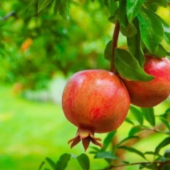 Dwarf Pomegranate -Pixies Gardens 1626404007482 SKU 0188 1