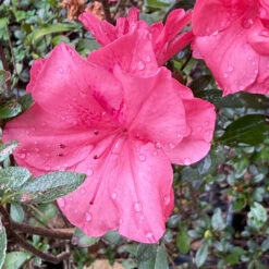 Echo Peachy Keen Azalea 11 Echo Peachy Keen Azalea -Pixies Gardens 16FBC528 388A 4F71 B371 1F22D64D909D