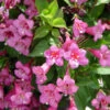 Tango' Weigela Florida