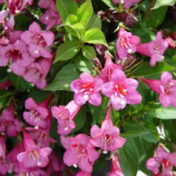 Tango' Weigela Florida