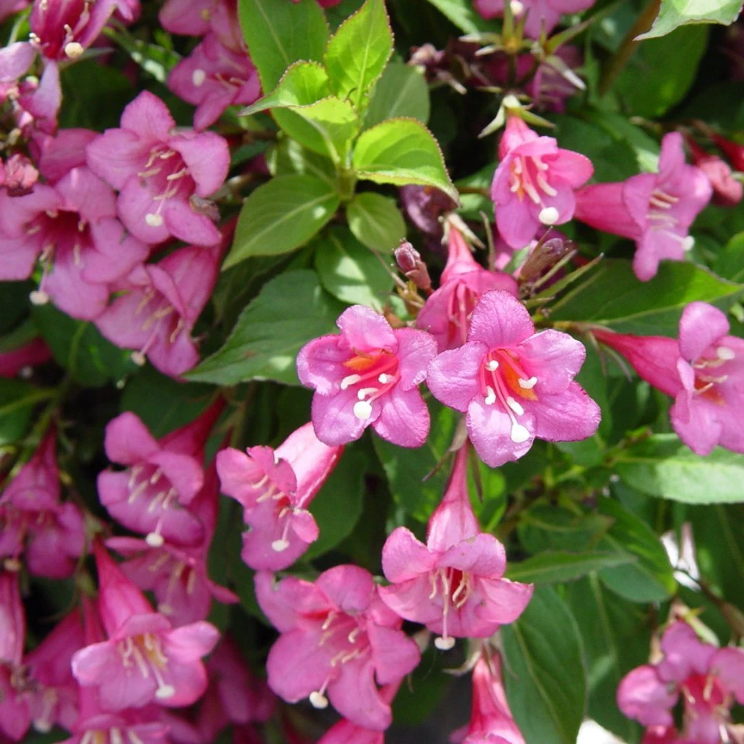 Tango' Weigela Florida 1 Tango' Weigela Florida