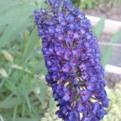 Black Knight' Butterfly Bush